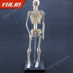 儿童骨骼模型 河南雨林骨骼全身人体模型 批发