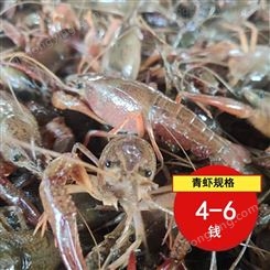 虾塘直供青虾4到6钱青虾2021年11月小龙虾批发价24元每斤