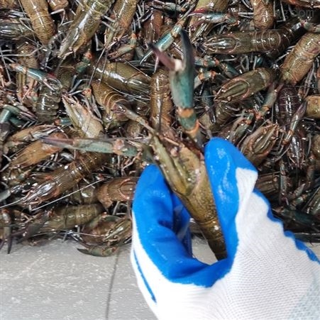 潜江澳龙货源11月新货五钱到七钱规格澳洲淡水小龙虾25元每斤