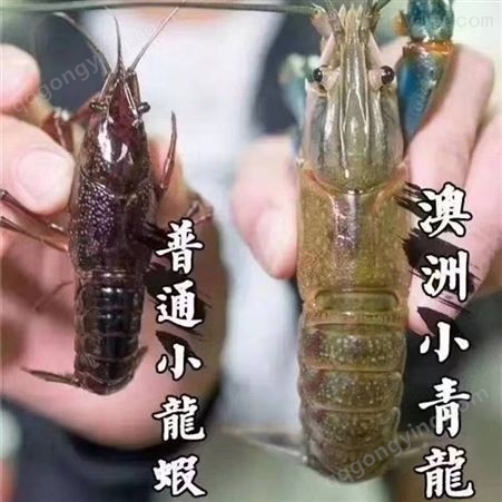 2021年7月澳洲淡水小龙虾鲜活澳龙蓝龙红螯螯虾二两以上超大规格有售