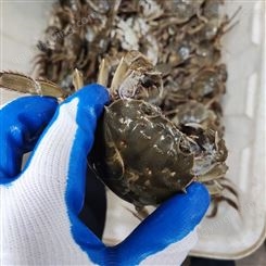 洪湖螃蟹批发中规格每只4两规格公蟹11月11号31元每斤