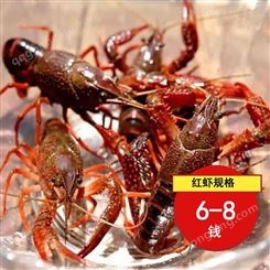 现捞大红6到8钱红虾2021年11月小龙虾批发价30元每斤
