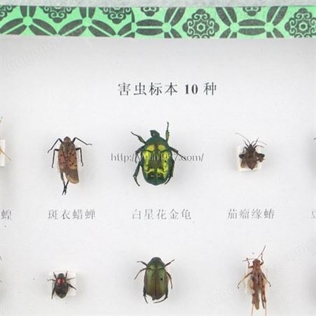 害虫标本10种 高校教学标本 干制昆虫标本 教学使用