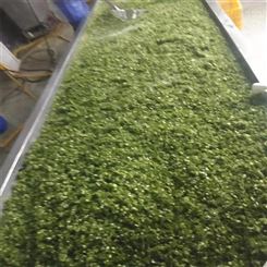 绿拓食品调料用速冻香葱段成品葱圈批量出售
