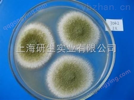 东方龙细菌传代方法
