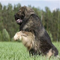 成年高加索犬 大型黑灰色护卫犬 品种多样 体型匀称