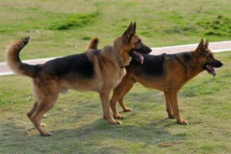 双血统德牧犬已做免疫驱虫 性格沉着 体长略大于身高