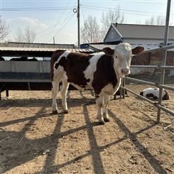 内蒙古草原牛 西门塔尔母牛 300斤的价钱 饲养简单