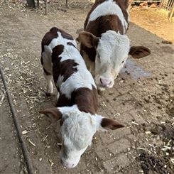 内蒙古纯草地牛 西门塔尔牛小母牛 300至400斤报价 紫红花的
