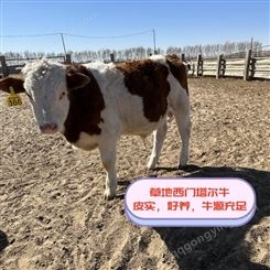 富翔牧业 五百斤至六百斤 西门塔尔母牛苗 可技术跟踪服务