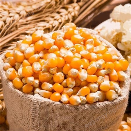 溢田和粮爆裂玉米100g*5包 和粮农业 爆米花