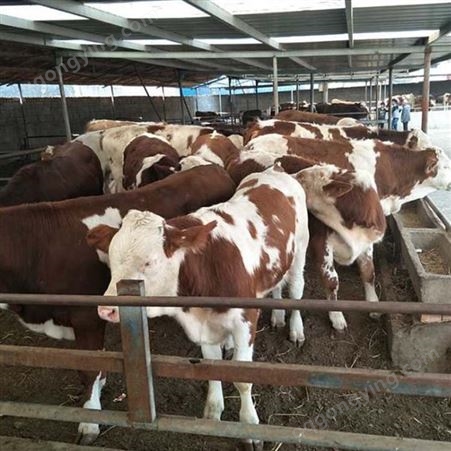 新 疆西门塔尔牛养殖 改良杂交种公牛 肌肉均匀 饲养简单
