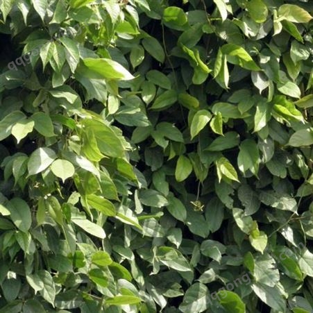 油麻藤苗基地种植 1-5米长常青油麻藤 矿山覆绿 绿化