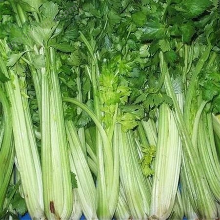 芹菜 新鲜蔬菜 清鲜翠绿 清炒好吃 货源充足 斯刻达供应