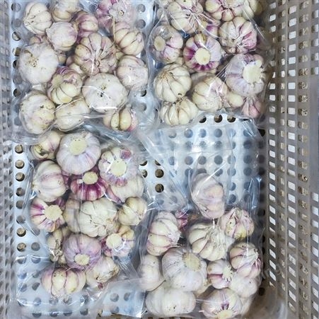 斯刻达 紫皮鲜大蒜 自产自销 蒜瓣大而好