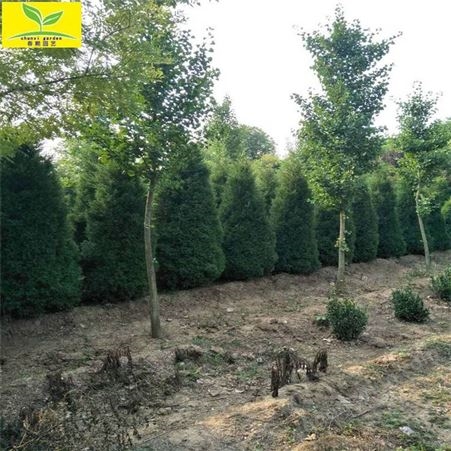 供应园林绿化植物蜀侩树苗 现挖现卖 3米蜀侩 4米蜀侩