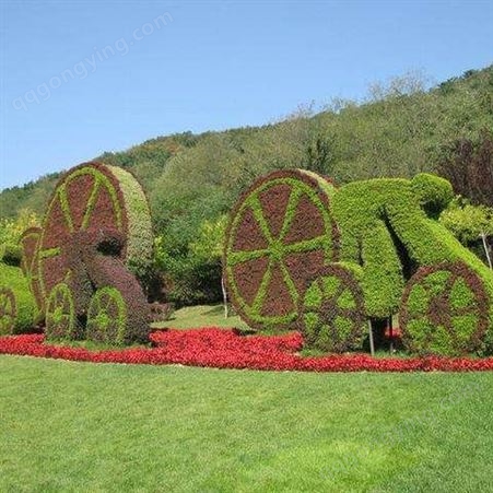 宏铭园艺五色草 绿雕植物公园景观 可设计造型 工程苗
