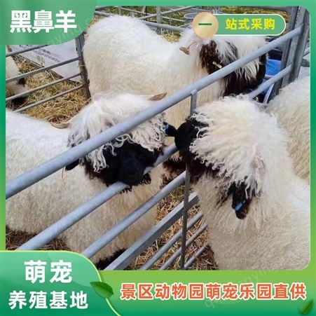 瓦莱黑鼻羊观赏 动物园饲养肖恩羊 活波可爱被毛浓密