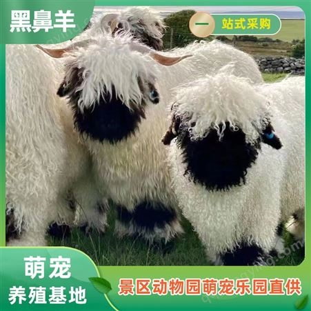 瓦莱黑鼻羊观赏 动物园饲养肖恩羊 活波可爱被毛浓密