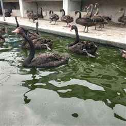 散养成年黑天鹅养殖 动物园景区观赏展览 脱温幼苗出售