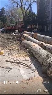 北京树木修剪 专业伐树砍树移植树木公司 致力于树木美化服务