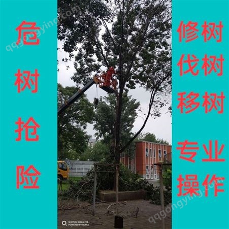北京树木修剪 专业伐树砍树移植树木公司 致力于树木美化服务