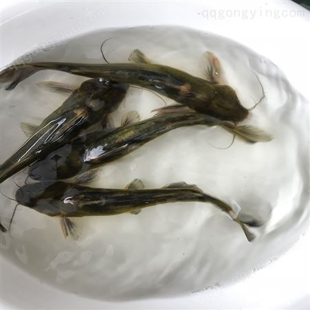 单性黄骨鱼 优质黄骨鱼 黄骨鱼苗