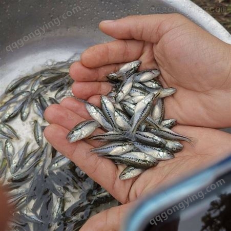现货供应 鲈鱼苗 品质淡水鱼苗 质量保障 