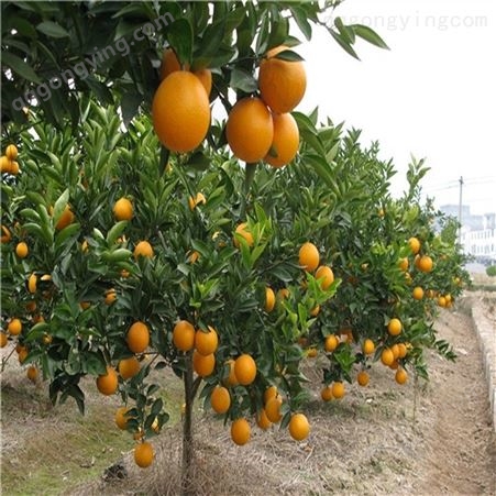 橙子苗橙子树苗盆栽地栽果树苗红肉脐橙苗当年结果南方北方种植