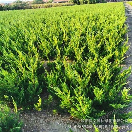 大量批发出售柏树苗 龙柏 侧柏苗 长期供应多种规格风景绿化柏树