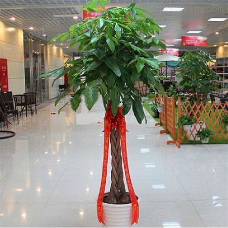 室内花卉 盆景植物 发财树盆栽 客厅创意花草 大型绿植 净化空气