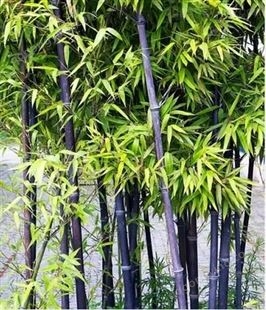 竹子紫竹罗汉竹别墅庭院植物盆栽围墙四季常青耐冻绿植量大从优